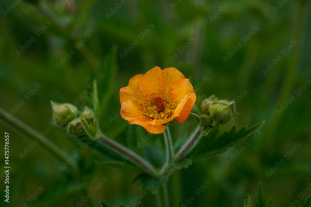 Fototapeta premium Blooming totally tangerine geum plant. Outdoor flower garden.
