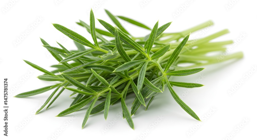 Fototapeta premium Close-up of Fresh Green Sprigs on White Background
