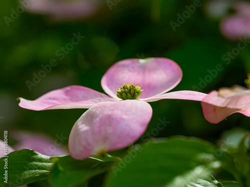 Detailed close-up photo of pink dogwood (Cornus kousa) flowers blooming in spring