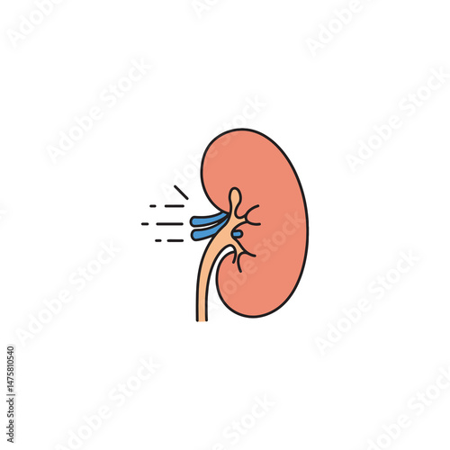 Human kidney anatomy detailed illustration vibrant colors medical science educational graphic