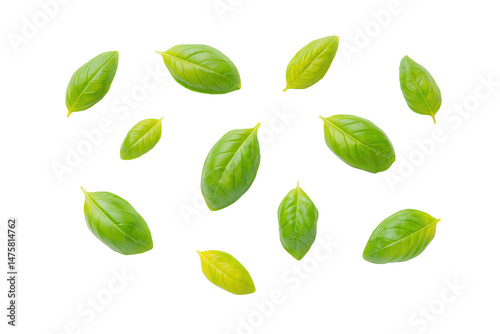 Basil sprigs spiral arrangement overhead, isolated on transparent background