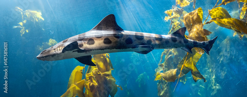 Photography Leopard Shark swimming in the ocean through a kelp forest
