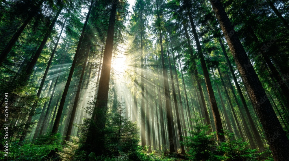 Naklejka premium Sunlight Filters Through Tall Green Trees in Lush Forest Creating Dramatic Rays of Light in Tranquil Natural Setting