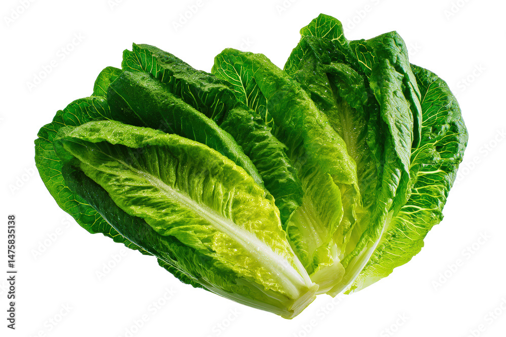Fototapeta premium Fresh romaine lettuce image flat lay isolated on transparent background ideal for recipe websites