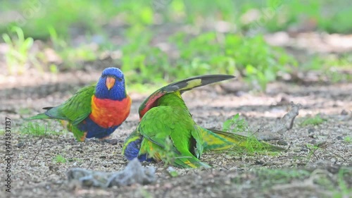 Rainbow Lorikeets, Trichoglossus moluccanus, birds parrots playing on grass lawn in park, Queensland Australia