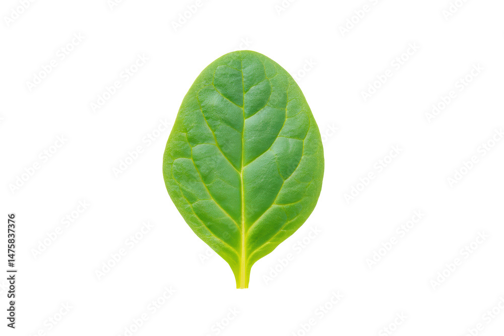 Fototapeta premium Vivid spinach bunch image isolated on transparent background boosts nutrient-rich menu designs