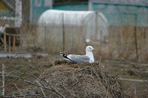 a seagull hatches chicks in a nest near people