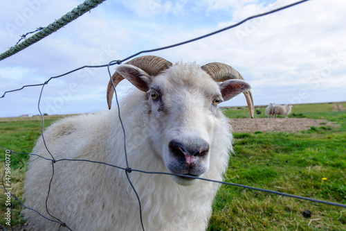 Icelandic sheep star down photo