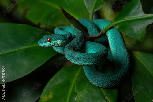 Beautiful color of Blue White-lipped Pit Viper (Trimeresurus insularis) on tree branch in the rainforest. The species is native to Indonesia.
