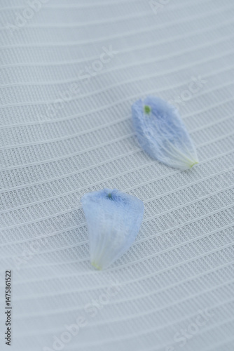 2枚の青い花びら
