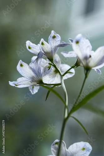 逆光で見た薄紫の花