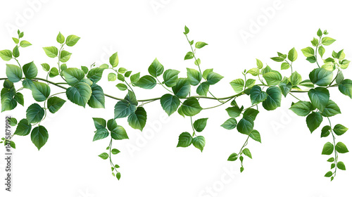 Lush Green Vines Twisting Elegantly Against a Clear Background for a Nature-Themed Image