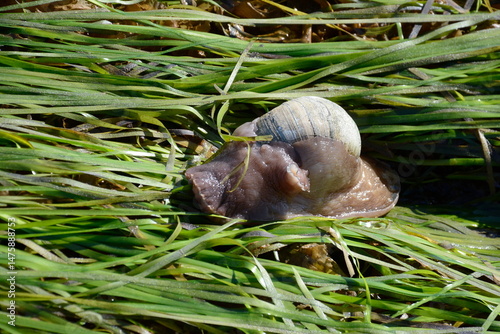 Lewis' moon snail along the shore at at Ḵay 'Llnagaay in Haida Gwaii, BC, Canada. This species of  moon snail is the largest and the most common moon snail species found on the BC Central Coast.
