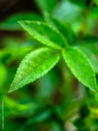 Green fresh leaves of princess midori rose