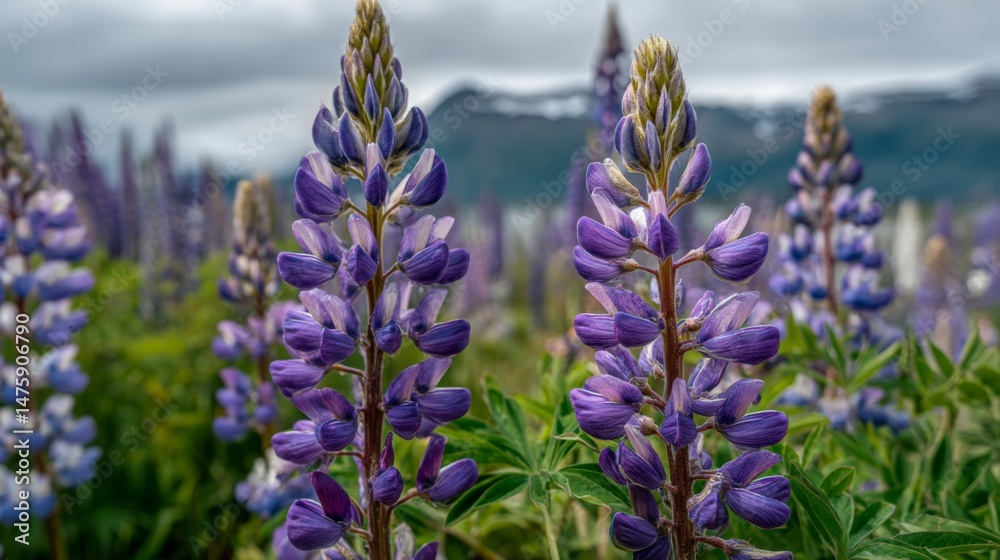 Fototapeta premium Vibrant Purple Lupine Flowers in a Scenic Landscape Under a Cloudy Sky with Mountains in the Background
