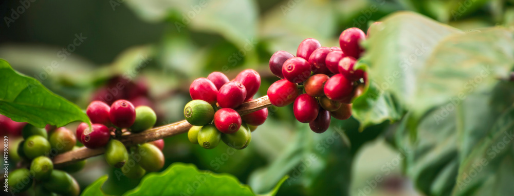 Obraz premium Banner coffee bean berry plant fresh seed. panoramic Ripe Red coffee tree growth green eco organic farm. Banner red ripe seed robusta arabica berries harvest coffee garden. Coffee bean tree copy space