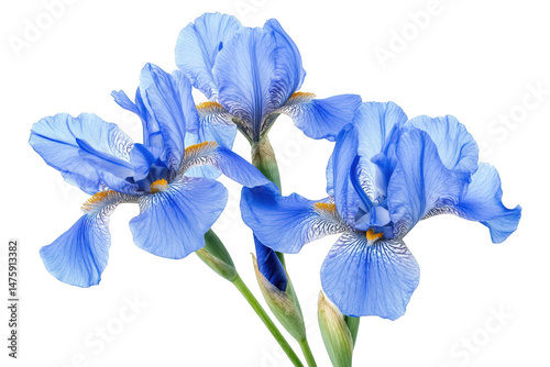 Three blue iris flowers close up on white background