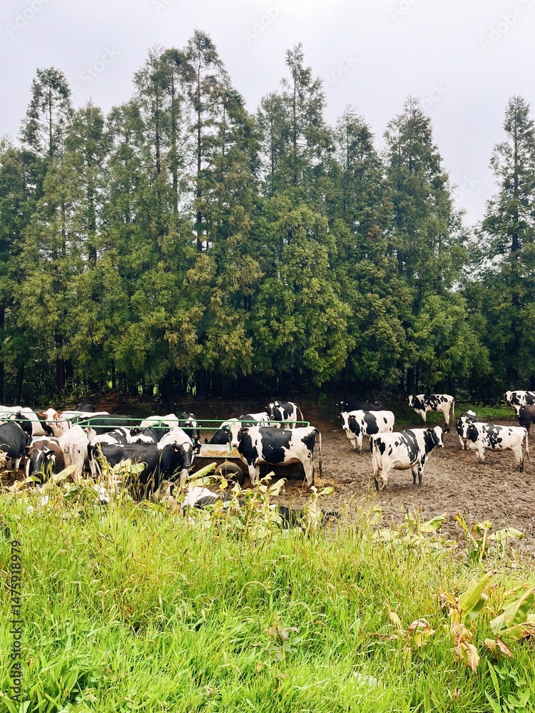 Obraz premium Black and white cows grazing in a pasture against the Azores fores