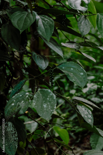 Wallpaper Mural  Young pepper fruit Immature peppercorns Torontodigital.ca