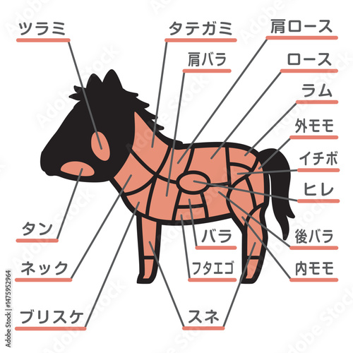 馬肉の部位のイラスト　文字あり