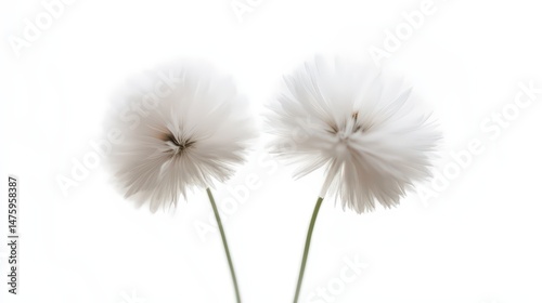 Delicate pair of arctic cotton flowers on a clean white background