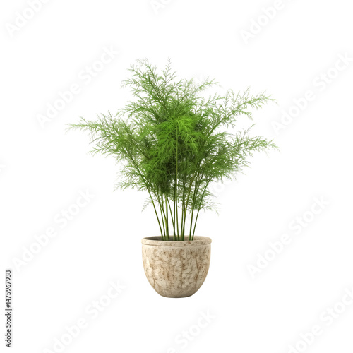 Asparagus Fern Plant in beautiful Pot for gifts on various festi