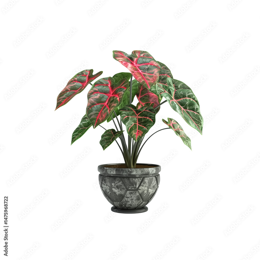 Fototapeta premium Caladium Plant in beautiful Pot for gifts on various festivals,