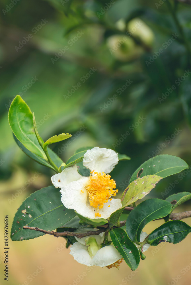 Fototapeta premium Vertical Green tea tree Flower fresh leaves in eco herbal farm. Tree tea plantations in morning sun light. Vertical Flower tea tree herbal natural garden farmland. organic Green tree in farm