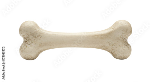 An isolated dog bone in a studio setting with a black background showing the bone structure clearly
