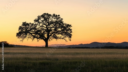 Wallpaper Mural A soft, serene sunset over a wide-open meadow, with the silhouette of a majestic tree breaking the horizon. Torontodigital.ca