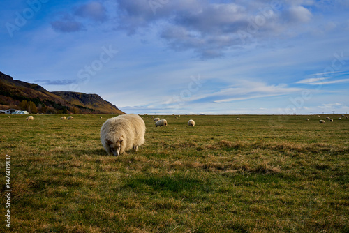Sheep farm of Island , Travel in Island by road trip.
