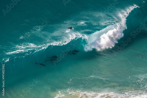 A pod of dolphins rides a curling wave at Byron Bay, Australia.
