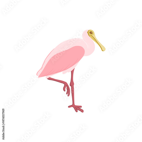 vector drawing bird, roseate spoonbill, hand drawn Platalea ajaja, isolated nature design element