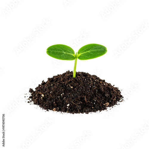 Small Plant with Root System Isolated on PNG Format
