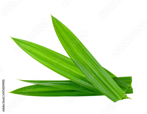Three Bright Green Pandan Leaves Arranged Against Transparent Background Showing Delicate Vein Detail with Slight Angle