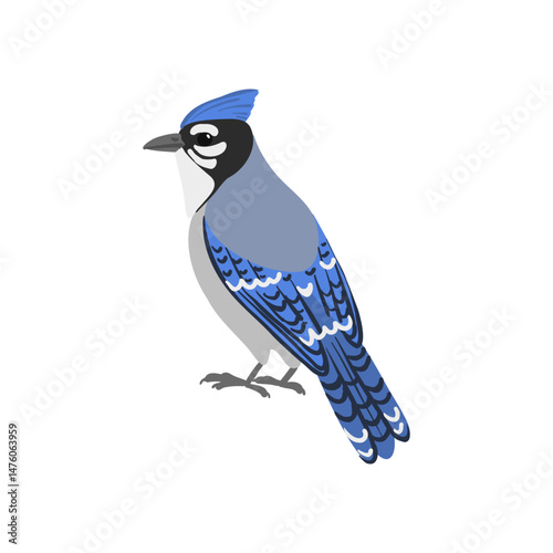 vector drawing bird, blue jay , hand drawn Cyanocitta cristata, isolated nature design element