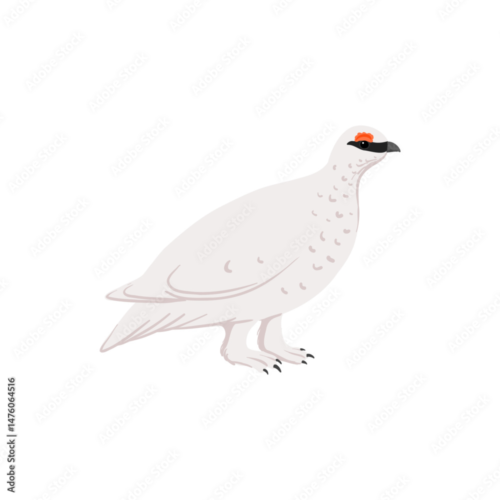 Fototapeta premium vector drawing bird,rock ptarmigan, hand drawn Lagopus muta, isolated nature design element