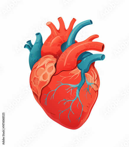 Detailed Illustration of a Human Heart Anatomy