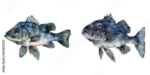 black seabass watercolor vector illustration