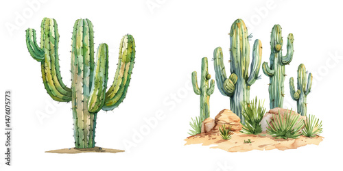 cactus watercolor vector illustration