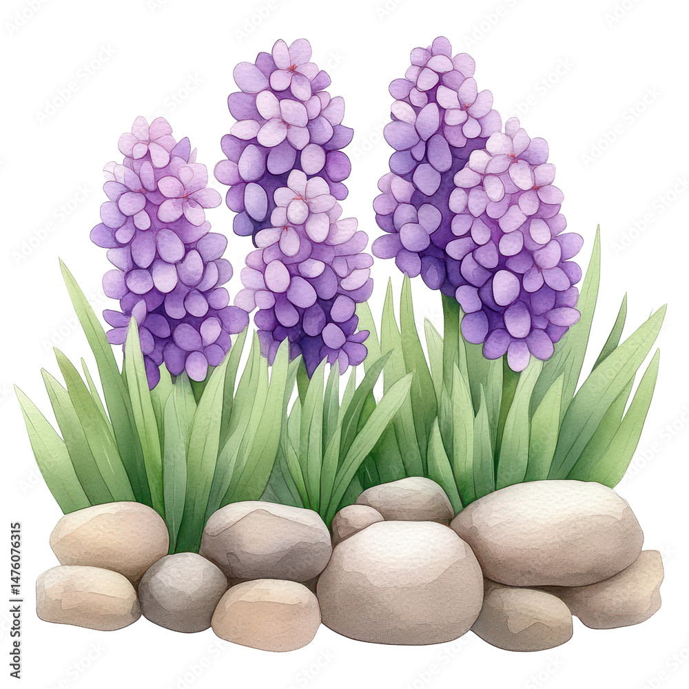Purple Hyacinths and Rocks: A cluster of vibrant purple hyacinths in full bloom, nestled amongst smooth grey rocks and lush green foliage.