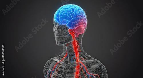 Wallpaper Mural Human Brain and Blood Vessels Anatomy Torontodigital.ca