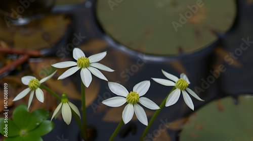 Feuilles flottantes orbiculaires de Nymphoides d'Ezanno ou Nymphoides ezannoi Berhaut