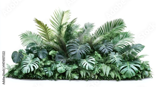 Tropical Plants on White Background