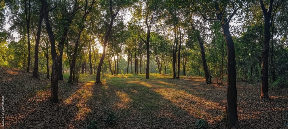 Naklejka premium Golden Hour in the Woods: A Serene Sunset Landscape