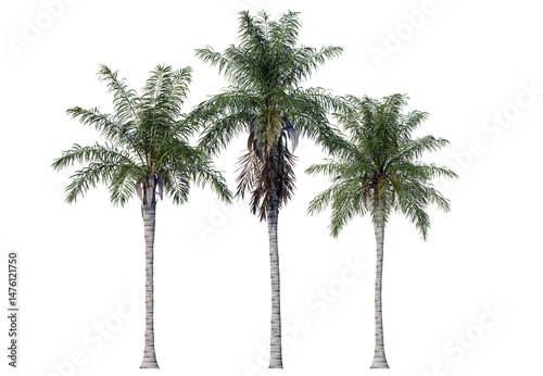 The Royal Palm is instantly recognizable by its tall, straight, and smooth gray trunk. Isolated royal palm