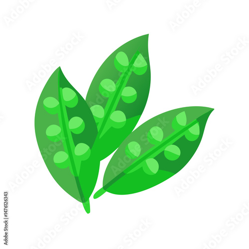 Three bright green pea pods isolated on black background