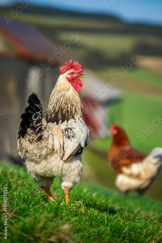 White beautiful rooster strutting gracefully on green grass in a summer farm setting with a hen in the background
