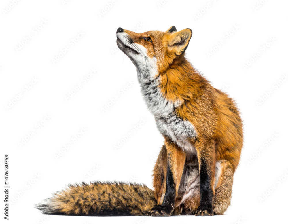 Fototapeta premium A stunning red fox, captured in a seated pose with an upward gaze, isolated on a transparent background
