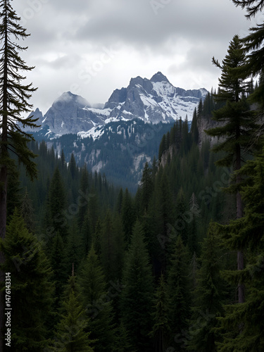 a rich mountain forest